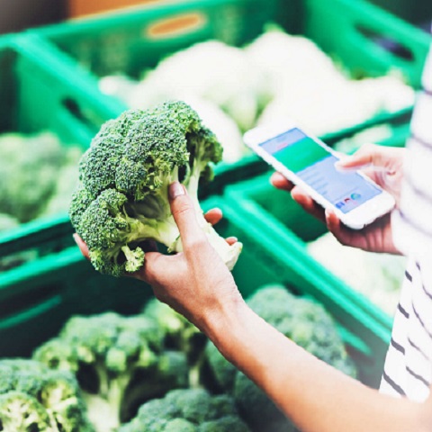 MOCA cosa sono, come si riconoscono