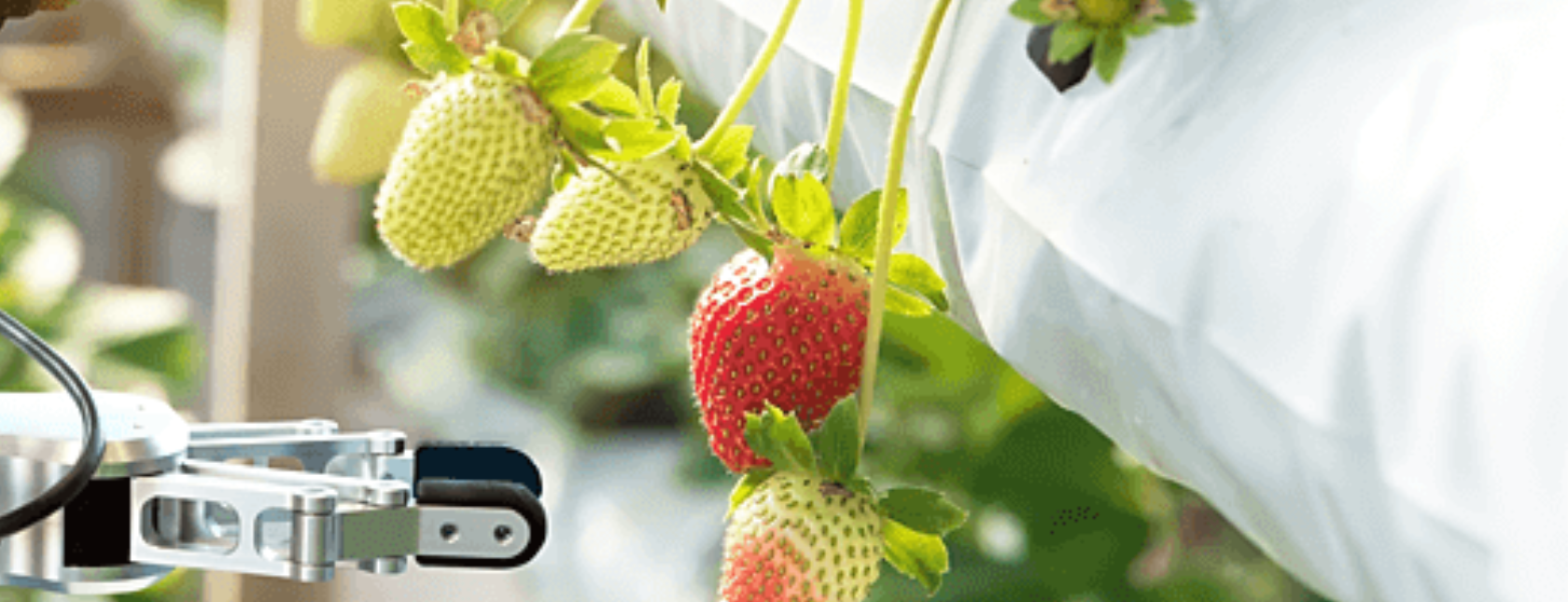 Sicurezza Alimentare rischi e pericoli