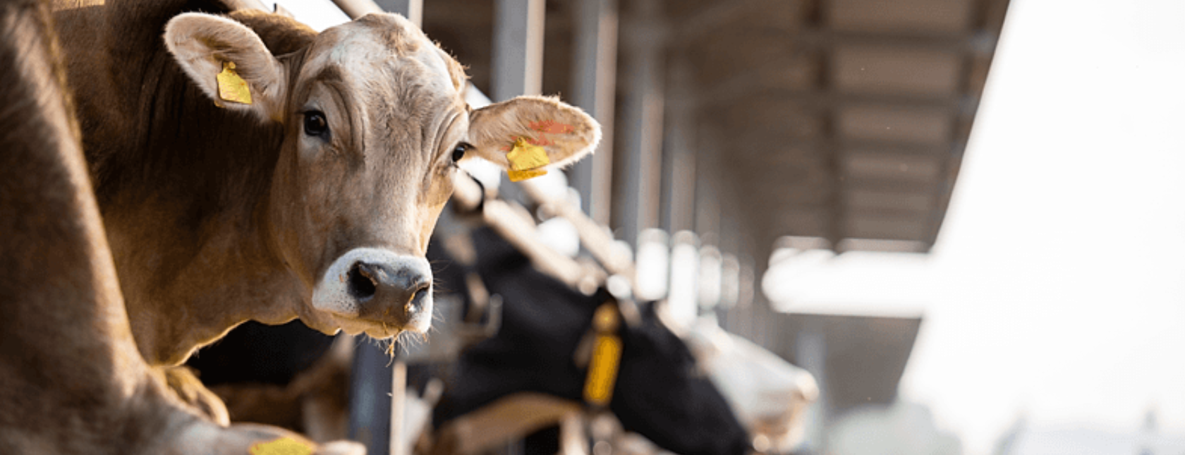 Curious cow looking to the camera at cattle farm