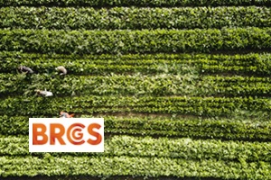 BRCGS Corso Ufficiale - Global Standard Food Safety Issue 9: Auditor Training