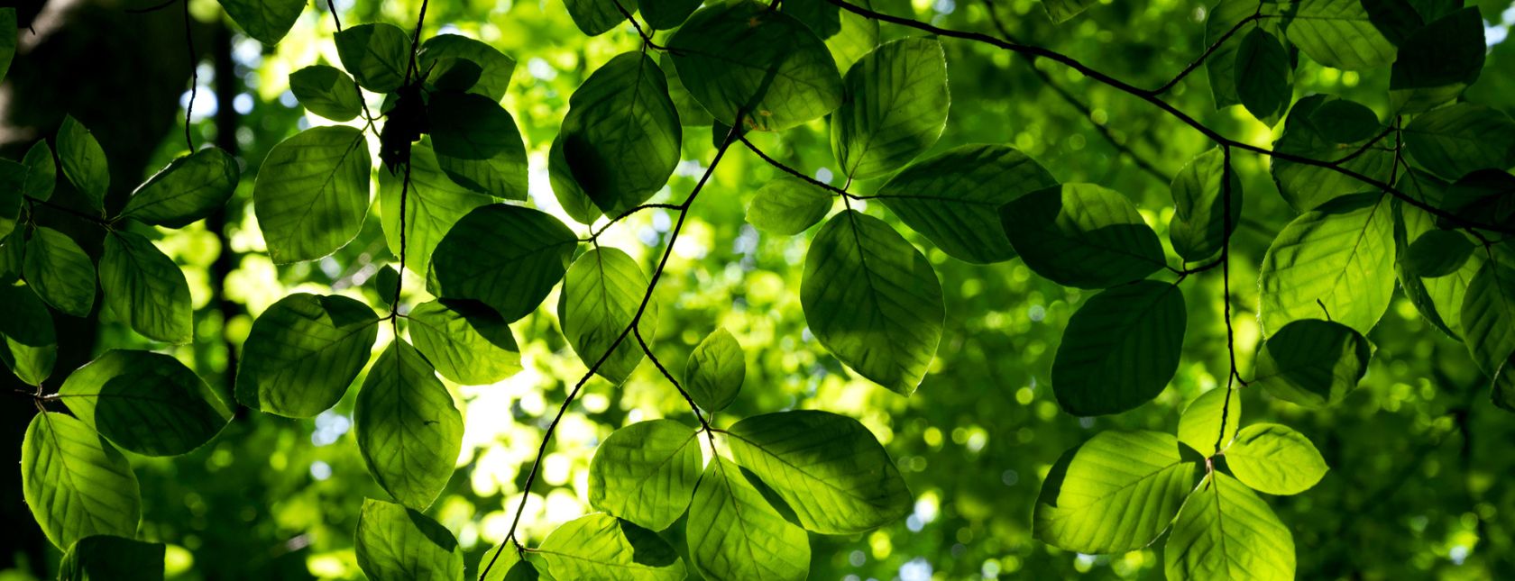 Il Sistema di Gestione Ambientale ISO 14001:2015