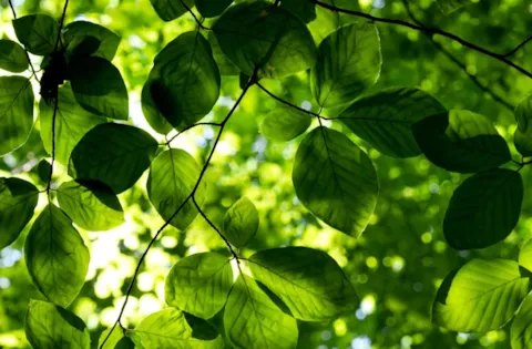 Il Sistema di Gestione Ambientale ISO 14001:2015