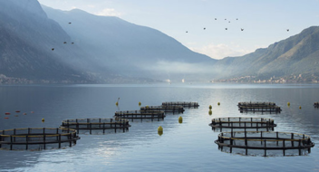 GLOBALG.A.P. IFA – Acquacoltura