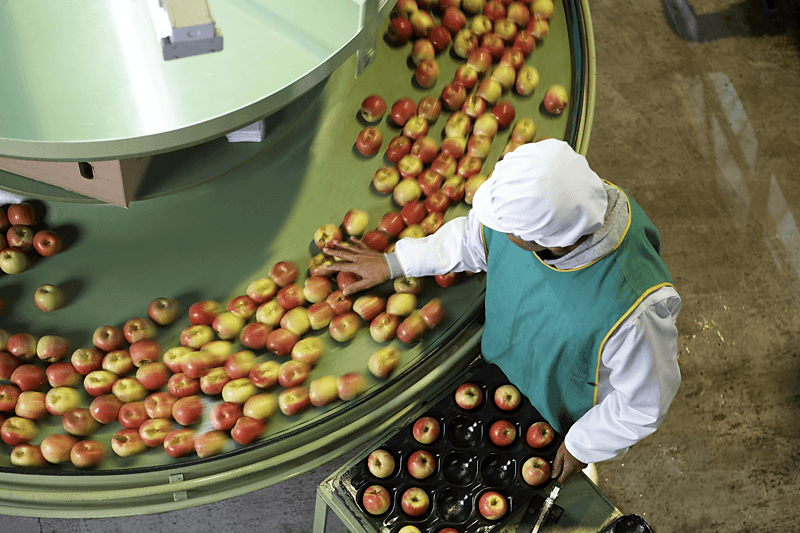 Worker sorting apple