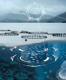 Il seafood è al centro della sicurezza alimentare futura. Come dimostrare l'adozione di una pesca e operazioni responsabili?