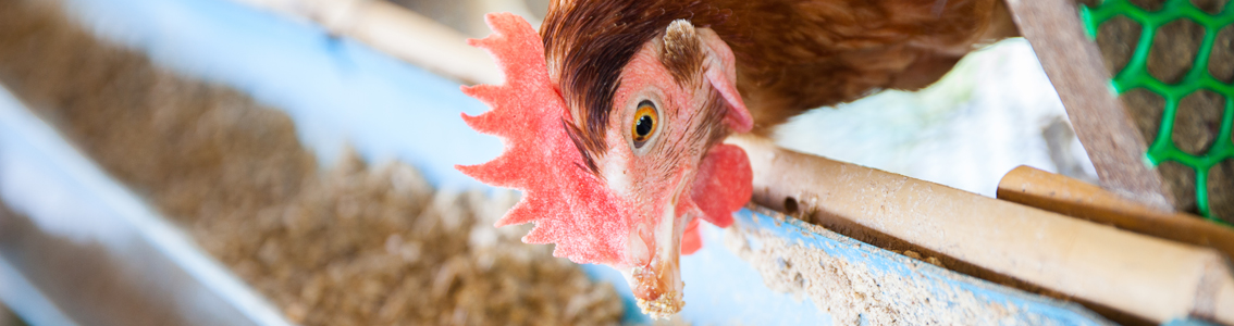 gallina che becca mangime 1134x300
