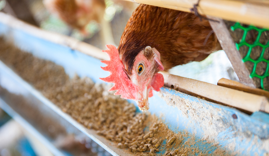 Specifica tecnica per la Gestione del Benessere Animale