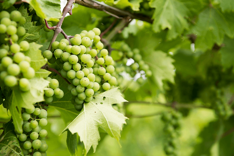 Certificazione Wine Business Manager