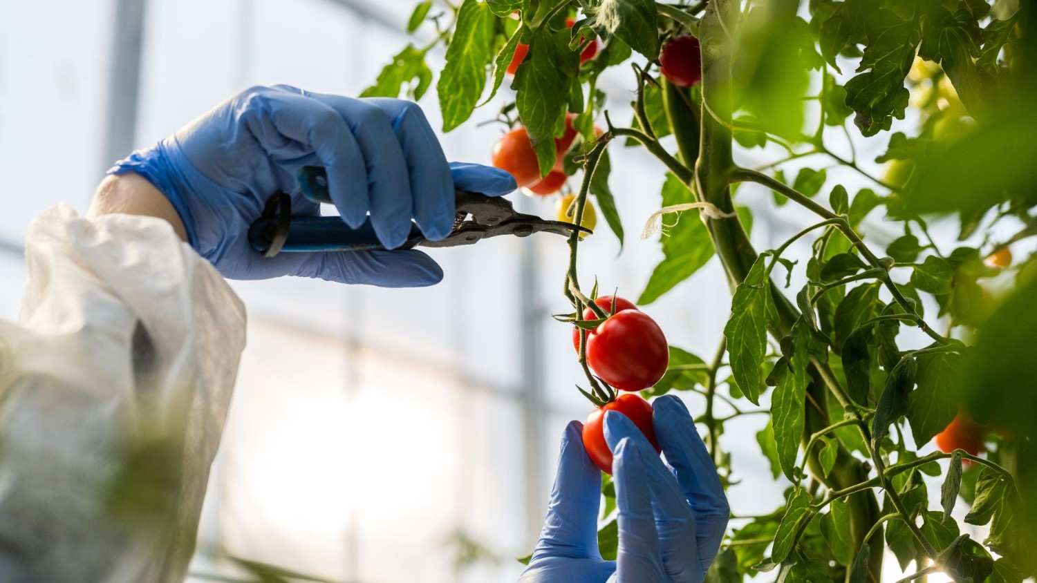 Primo piano di mani che tagliano pomodori