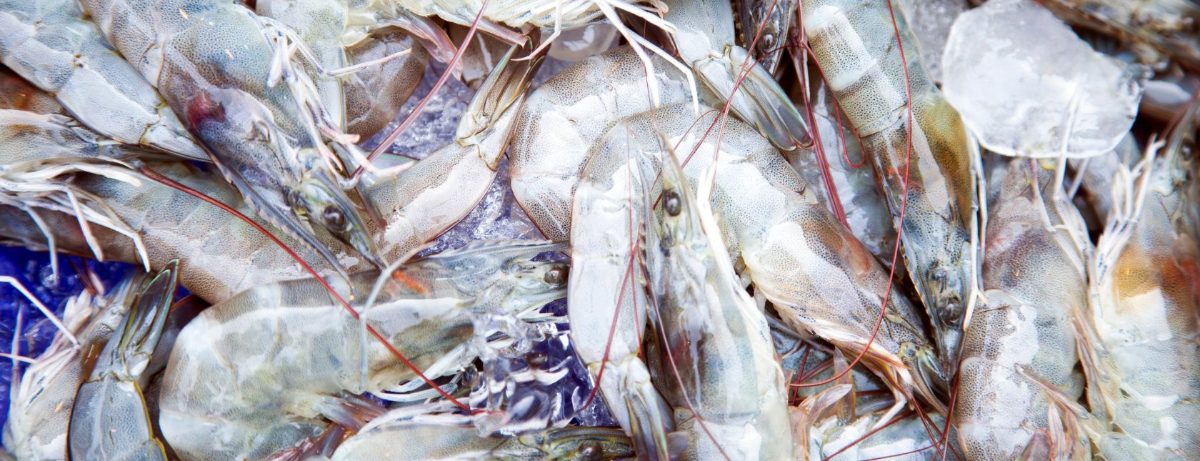 Gamberi frutti di mare