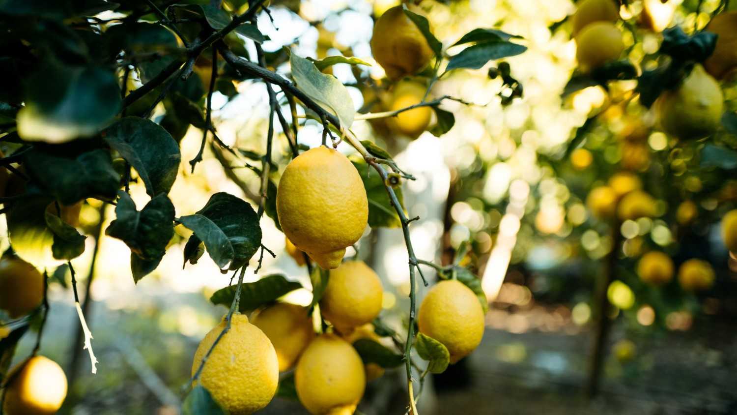 Lemon tree