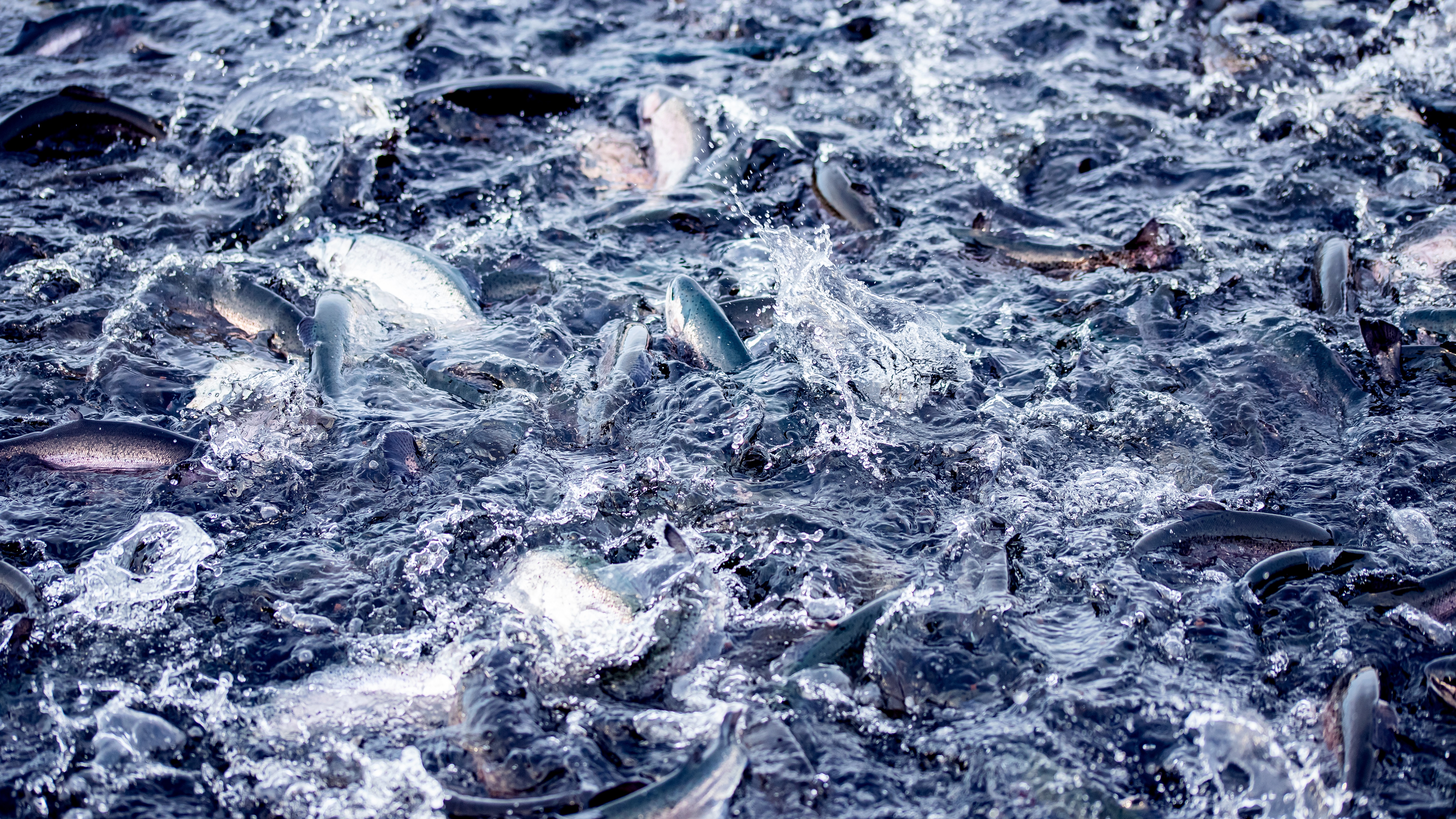 Gamberi frutti di mare