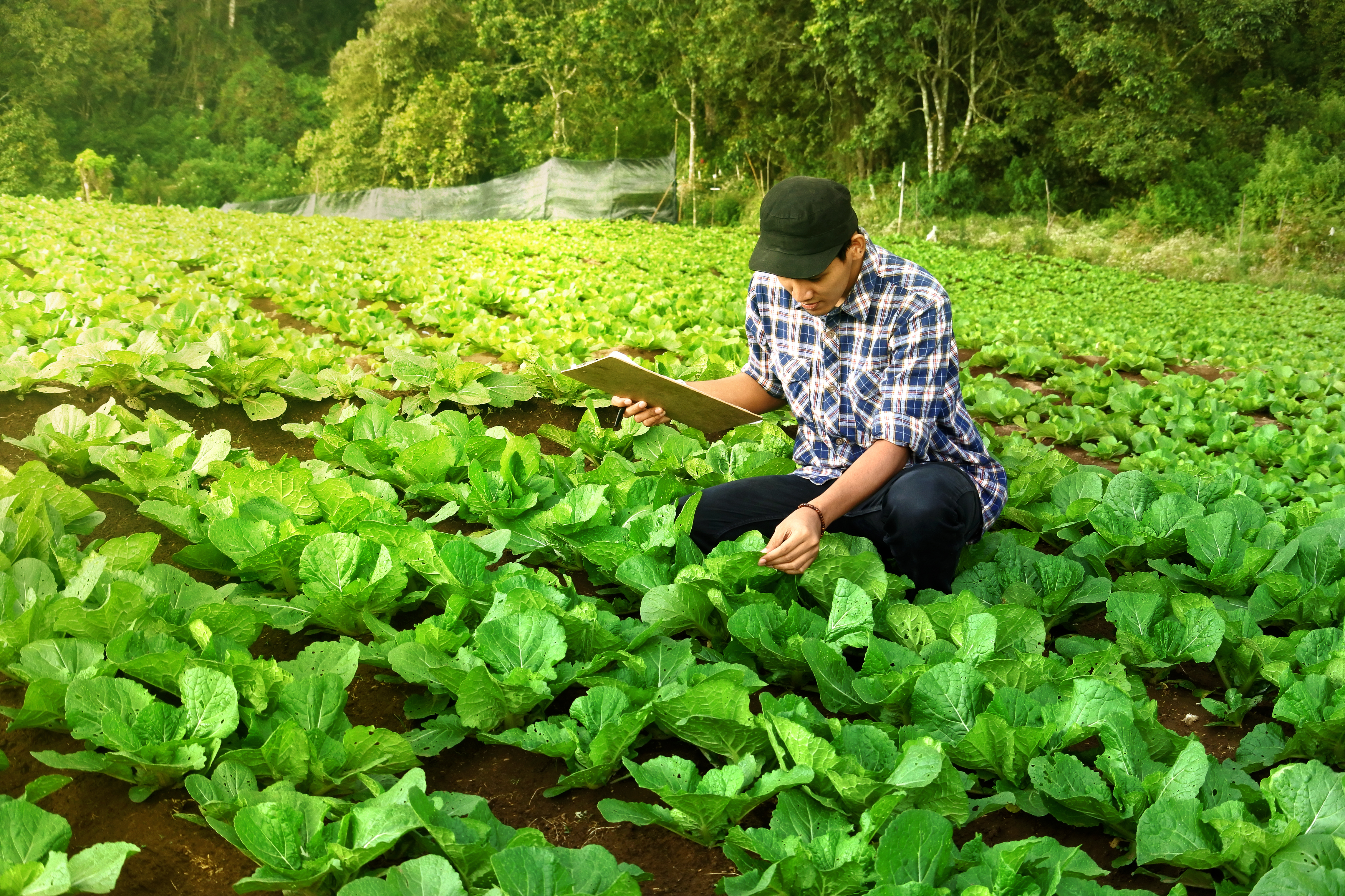 Certificazione UNI 11381:2010: Sistema di Monitoraggio degli Insetti nelle Industrie Alimentari
