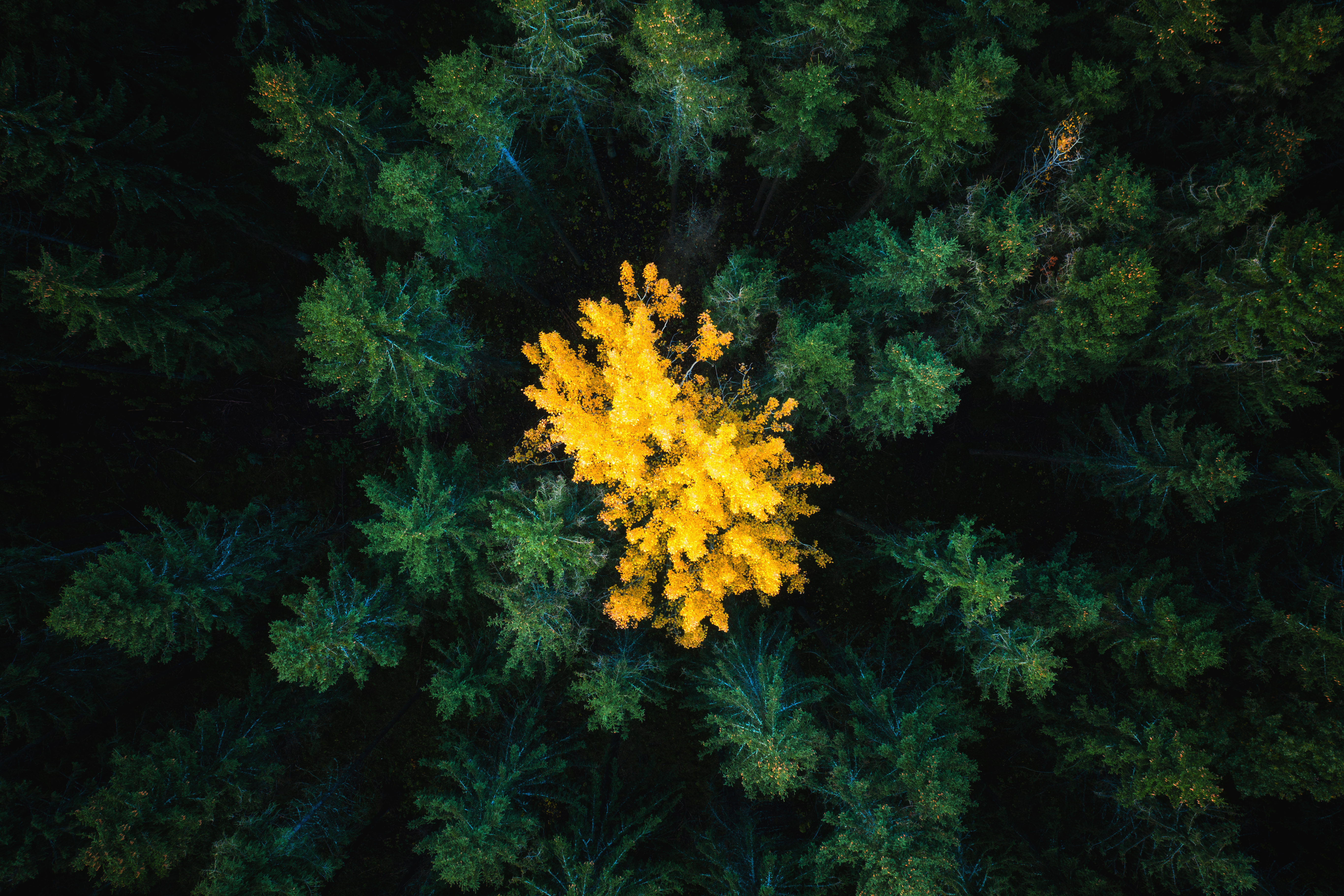 Albero colorato in una foresta di alberi scuri