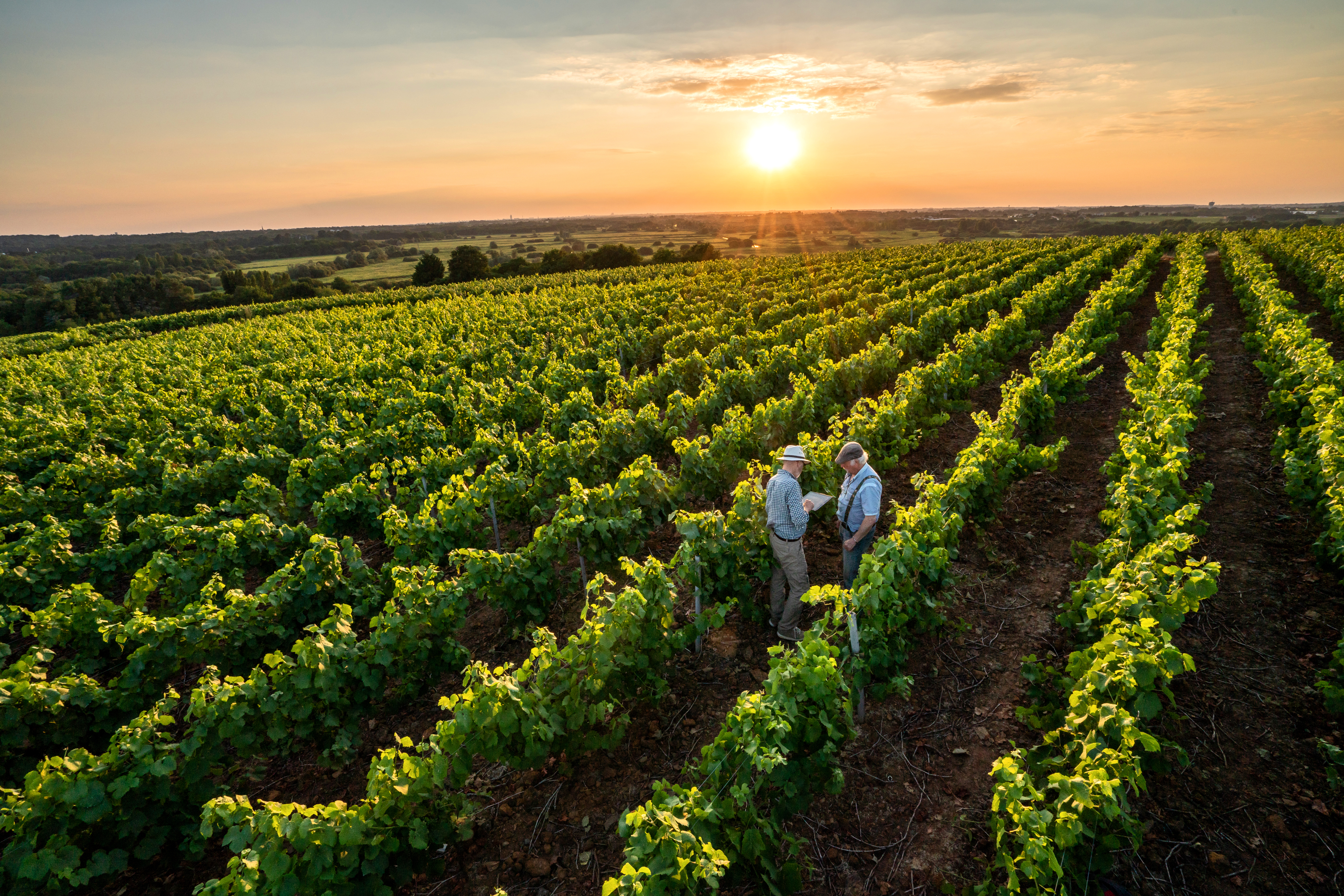 Wine Business Manager