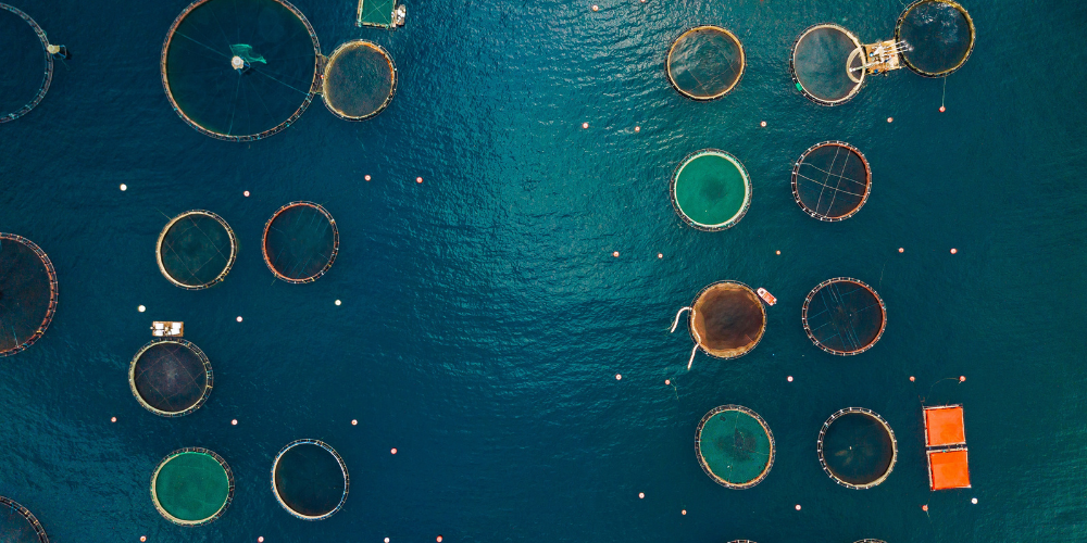 Certificazione acquacoltura sostenibile