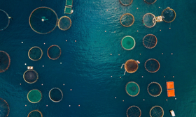 Sistema di Qualità Nazionale Zootecnia disciplinare “Acquacoltura Sostenibile”