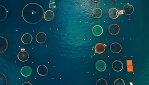 Sistema di Qualità Nazionale Zootecnia disciplinare “Acquacoltura Sostenibile”