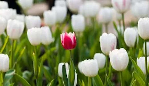 Le aziende stanno cogliendo i vantaggi della diversità e inclusione?