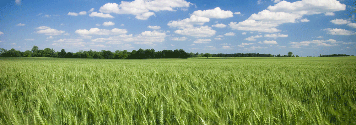 field_sunshine_1134_400