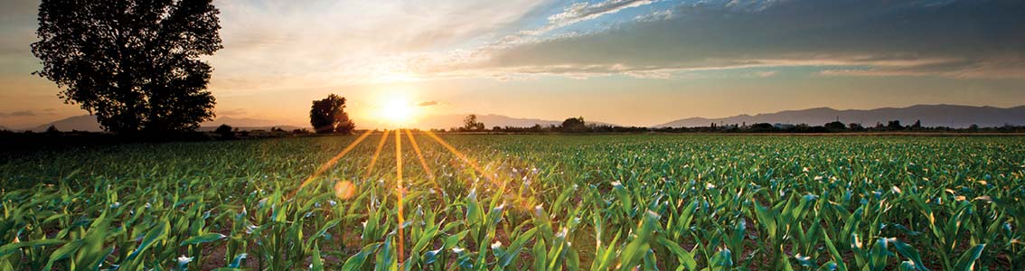 GMP+ La sicurezza nella filiera dei mangimi