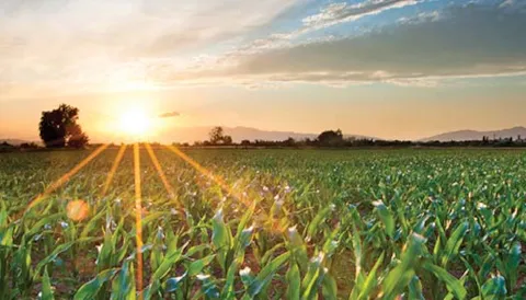 GMP+ La sicurezza nella filiera dei mangimi