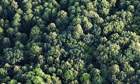 Certificazione della catena di custodia FSC 