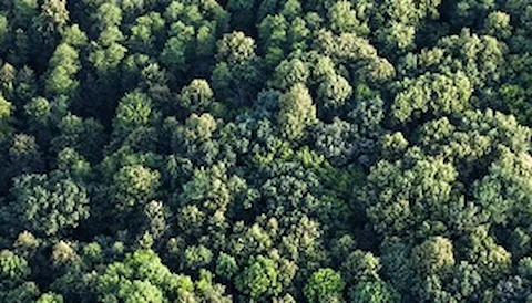 Certificazione della catena di custodia FSC