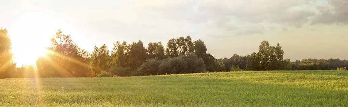 Field in sunset