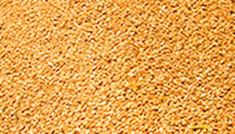 GLOBALG.A.P. Compound Feed Manufacturing