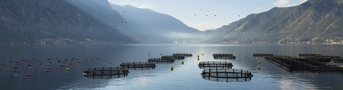 Certificazione GLOBALGAP aquacultura DNV GL