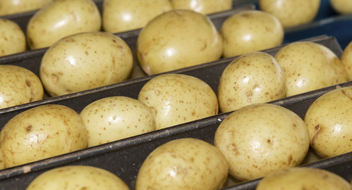 GLOBALG.A.P. IFA Plants versione 6