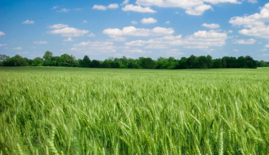 Webinar on demand: Lo standard ISCC+ nel settore Food & Beverage