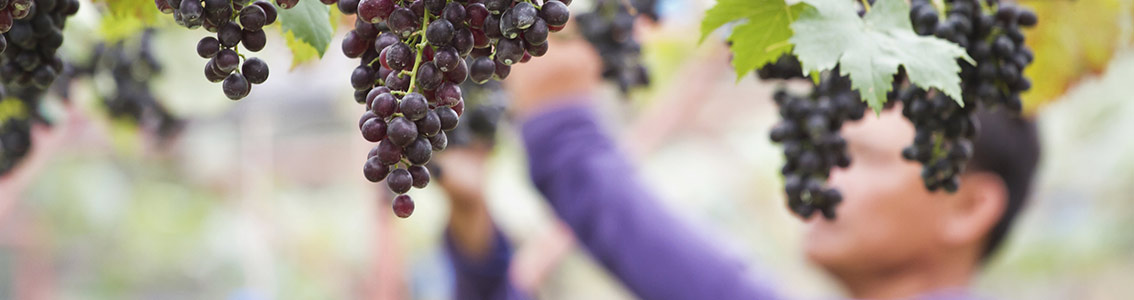 Persona che coglie l'uva