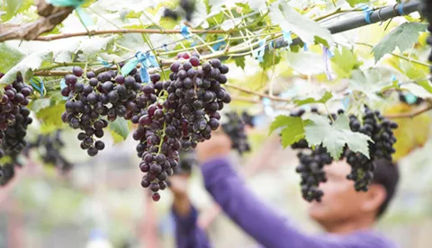 Viticultura sostenibile