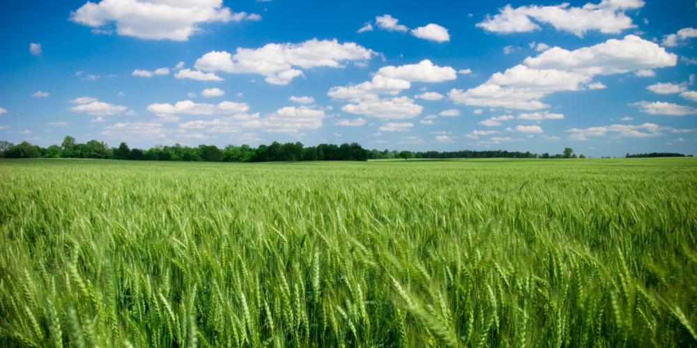 IT_ISCCPlus_servicepage