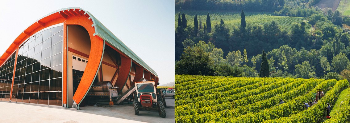 sede Mondodelvino e vigna