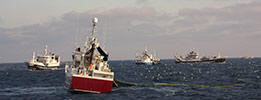 Standard MSC Fisheries per la pesca sostenibile