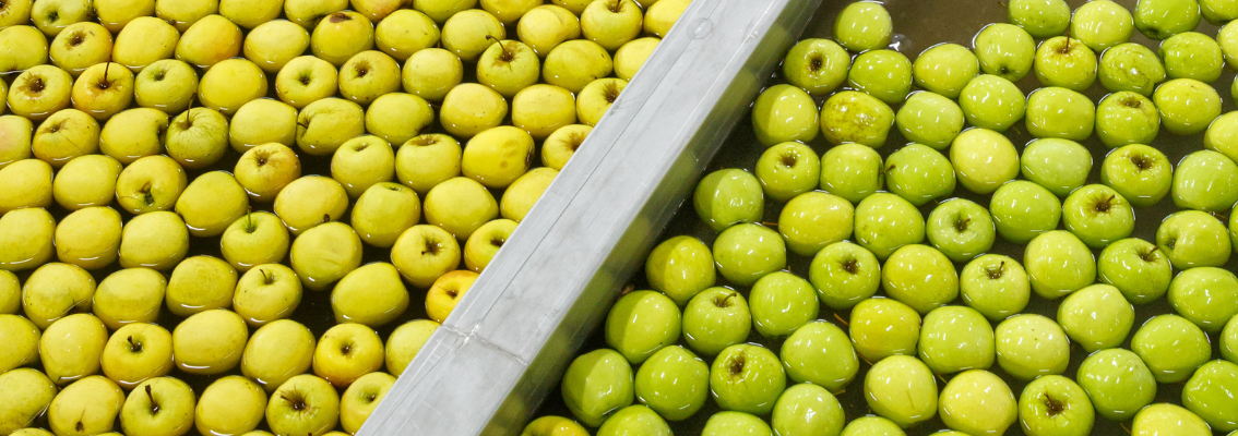 Nuova versione disponibile per lo standard GlobalGAP 