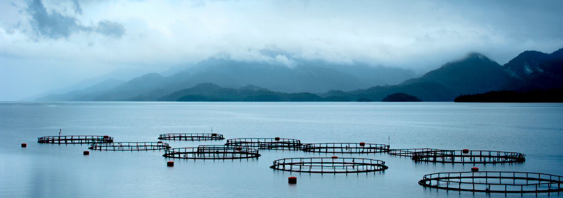 Nuovo Servizio Sistema Nazionale Qualità Zootecnica Acquacoltura Sostenibile