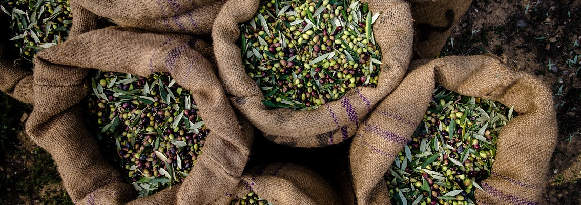 olives green oil 1134 x 300