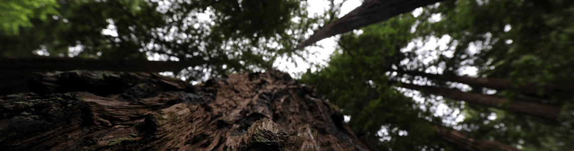 Certificazione PEFC™