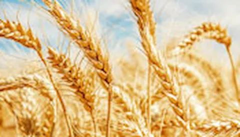 Prodotti alimentari con ingredienti NO OGM