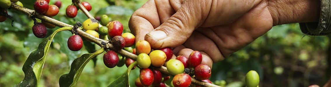 Responsible Supply Chain Process Certification  by DNV GL