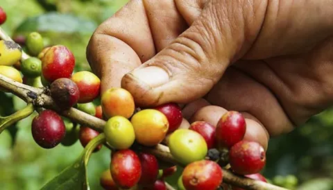 Certificare la sostenibilità della catena di fornitura