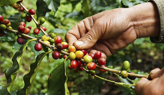 Food defense and Fraud