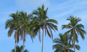 Certificazione RSPO SCCS