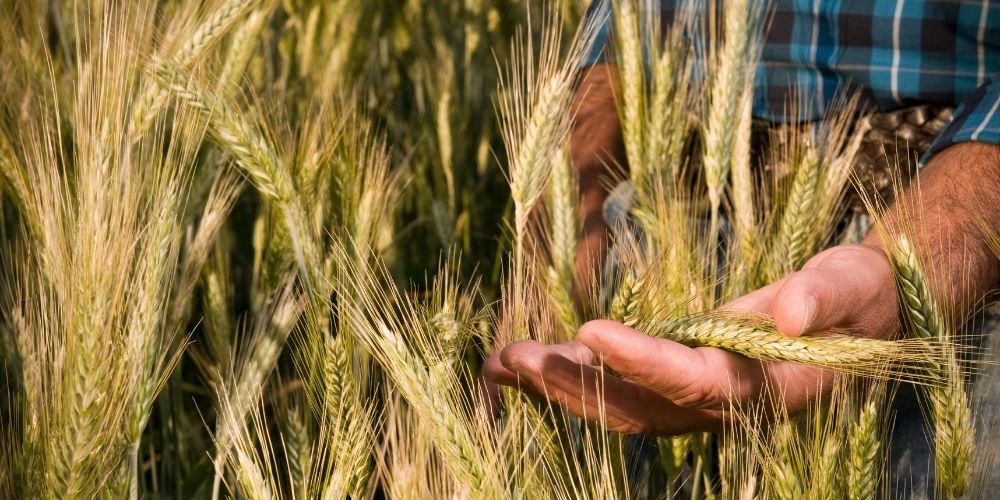 Servizio STP 88 micotossine