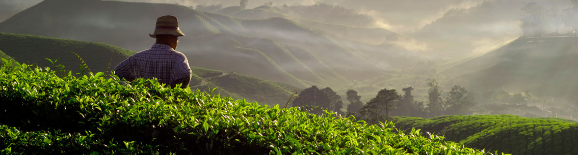 Sostenibilita_Food1134x300