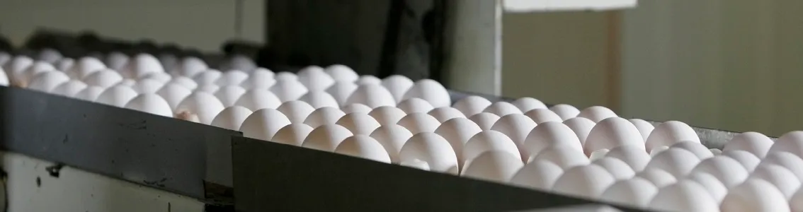 Specifica tecnica per prodotto alimentare privo di uova o derivati